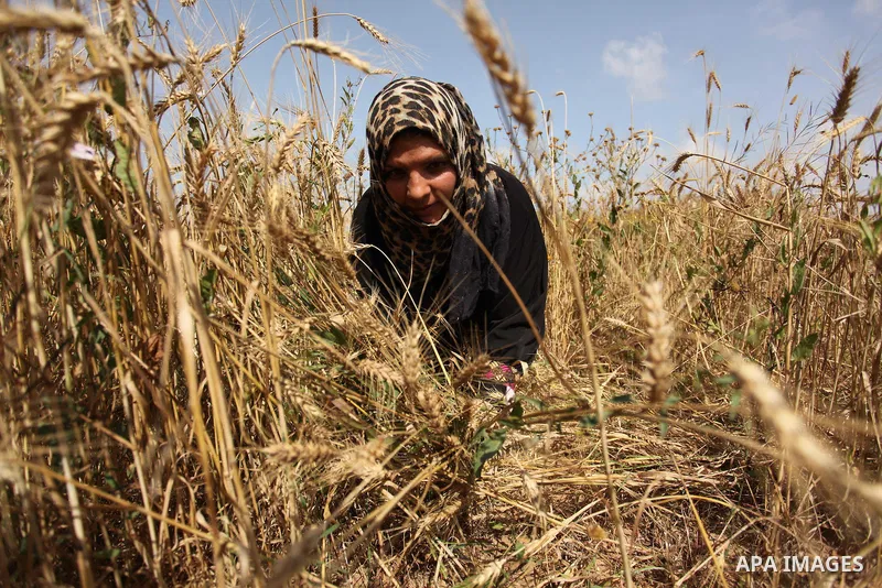 A Palestinian woman harvests wheat and barley on a farm in Khan Younis in the southern Gaza Strip. Photo by Ashraf Amra