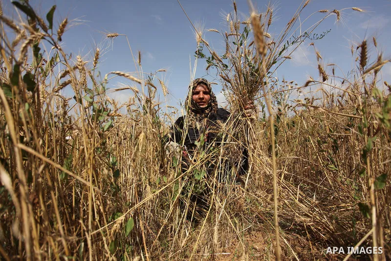 A Palestinian woman harvests wheat and barley on a farm in Khan Younis in the southern Gaza Strip. Photo by Ashraf Amra