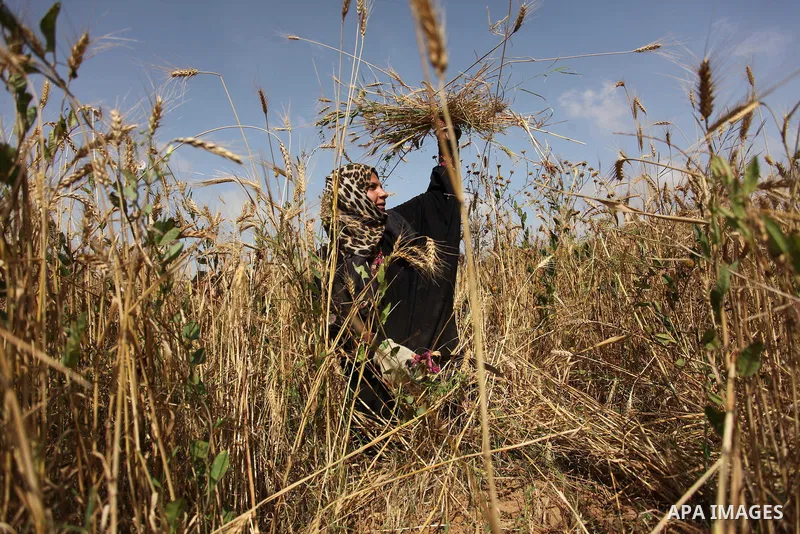 A Palestinian woman harvests wheat and barley on a farm in Khan Younis in the southern Gaza Strip. Photo by Ashraf Amra