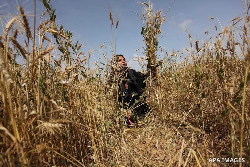 A Palestinian woman harvests wheat and barley on a farm in Khan Younis in the southern Gaza Strip. Photo by Ashraf Amra