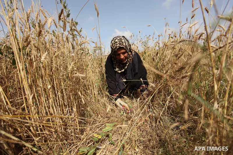 A Palestinian woman harvests wheat and barley on a farm in Khan Younis in the southern Gaza Strip. Photo by Ashraf Amra