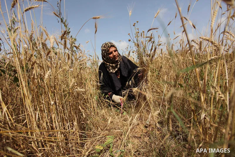 A Palestinian woman harvests wheat and barley on a farm in Khan Younis in the southern Gaza Strip. Photo by Ashraf Amra