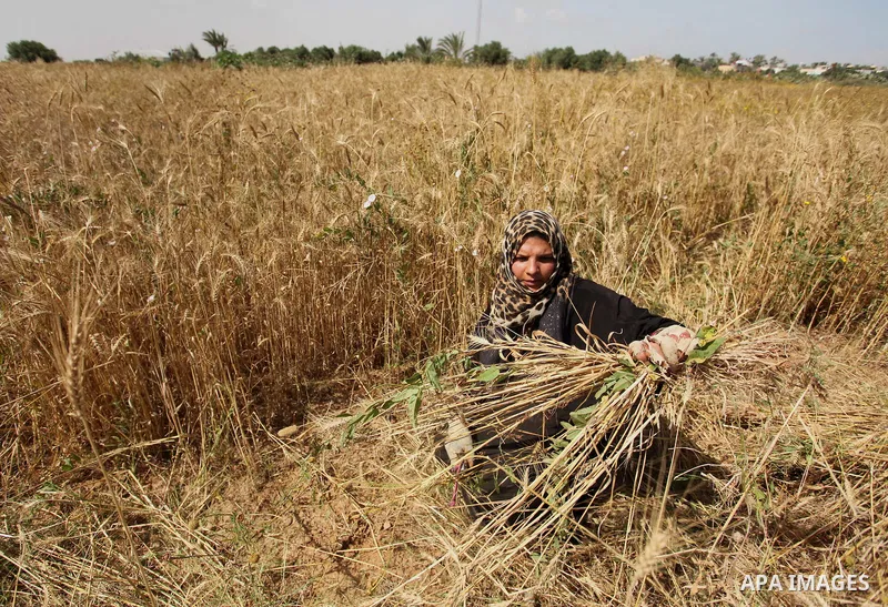 A Palestinian woman harvests wheat and barley on a farm in Khan Younis in the southern Gaza Strip. Photo by Ashraf Amra