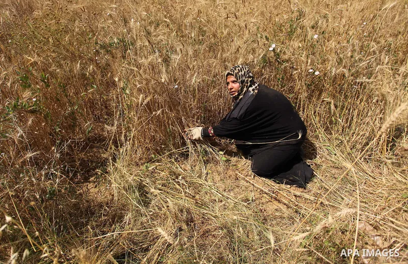 A Palestinian woman harvests wheat and barley on a farm in Khan Younis in the southern Gaza Strip. Photo by Ashraf Amra