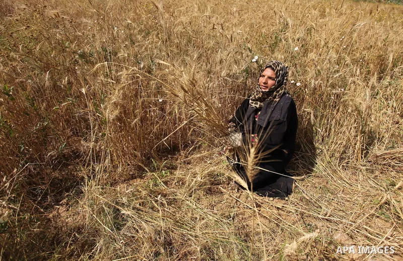 A Palestinian woman harvests wheat and barley on a farm in Khan Younis in the southern Gaza Strip. Photo by Ashraf Amra