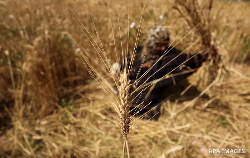 A Palestinian woman harvests wheat and barley on a farm in Khan Younis in the southern Gaza Strip. Photo by Ashraf Amra