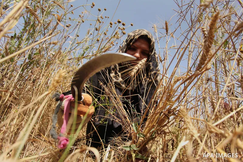 A Palestinian woman harvests wheat and barley on a farm in Khan Younis in the southern Gaza Strip. Photo by Ashraf Amra
