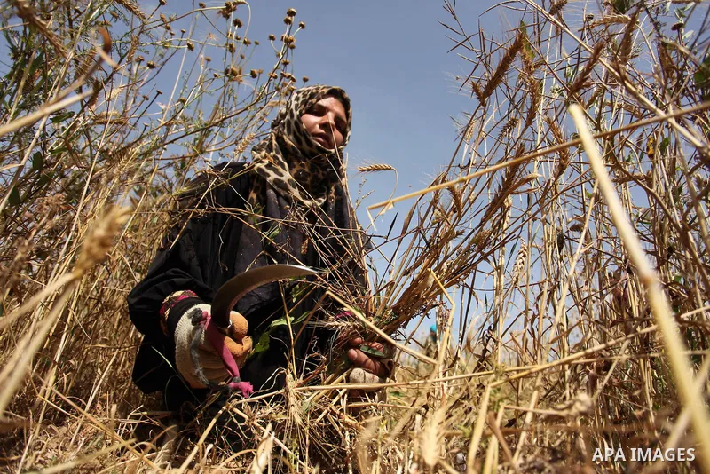 A Palestinian woman harvests wheat and barley on a farm in Khan Younis in the southern Gaza Strip. Photo by Ashraf Amra