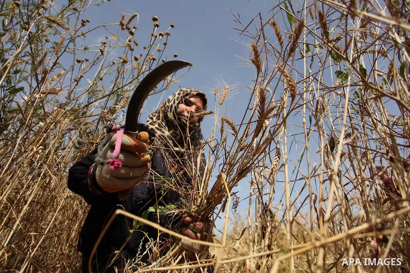 A Palestinian woman harvests wheat and barley on a farm in Khan Younis in the southern Gaza Strip. Photo by Ashraf Amra