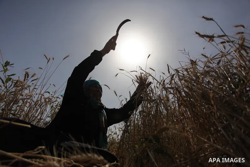 A Palestinian woman harvests wheat and barley on a farm in Khan Younis in the southern Gaza Strip. Photo by Ashraf Amra