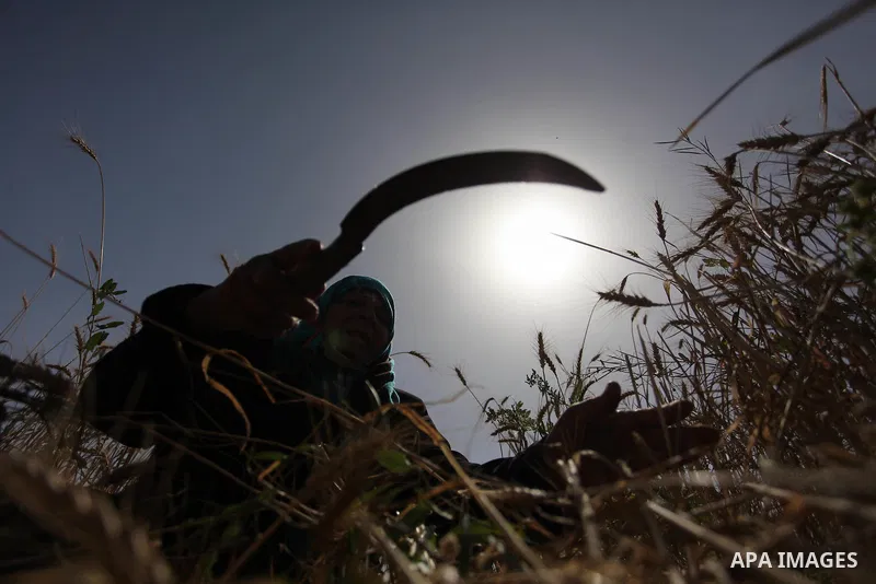 A Palestinian woman harvests wheat and barley on a farm in Khan Younis in the southern Gaza Strip. Photo by Ashraf Amra