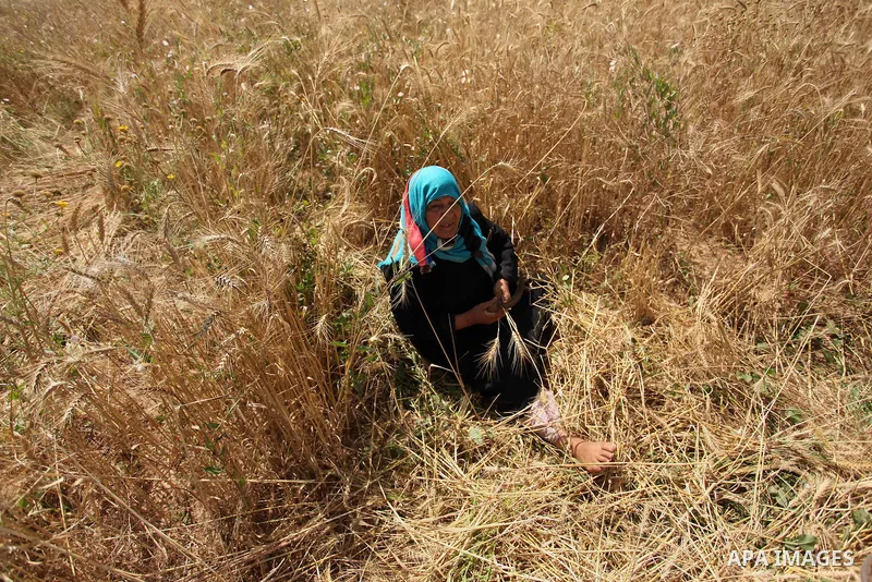 A Palestinian woman harvests wheat and barley on a farm in Khan Younis in the southern Gaza Strip. Photo by Ashraf Amra