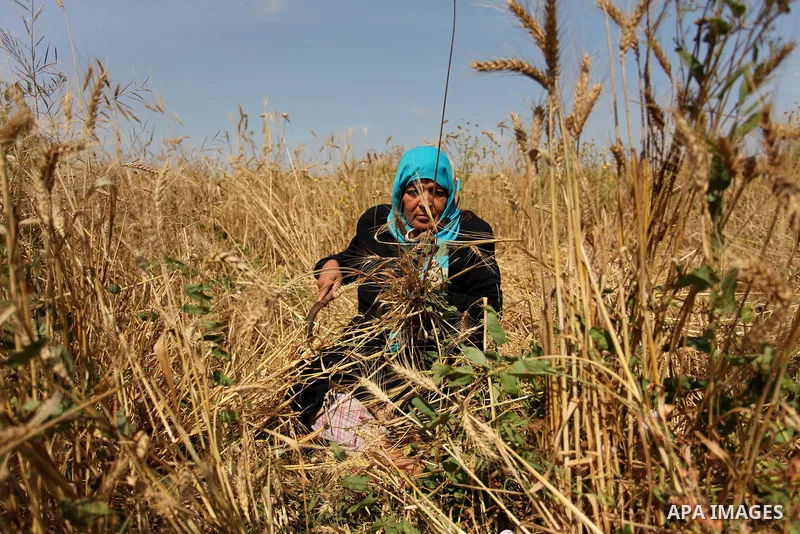 A Palestinian woman harvests wheat and barley on a farm in Khan Younis in the southern Gaza Strip. Photo by Ashraf Amra