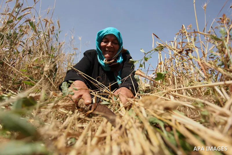 A Palestinian woman harvests wheat and barley on a farm in Khan Younis in the southern Gaza Strip. Photo by Ashraf Amra