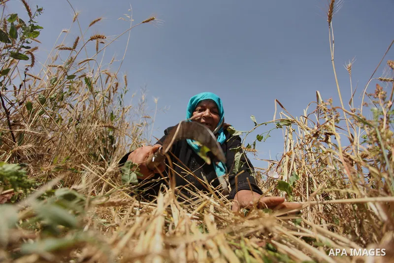 A Palestinian woman harvests wheat and barley on a farm in Khan Younis in the southern Gaza Strip. Photo by Ashraf Amra