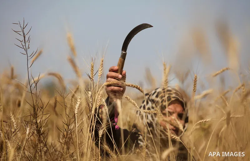 A Palestinian woman harvests wheat and barley on a farm in Khan Younis in the southern Gaza Strip. Photo by Ashraf Amra