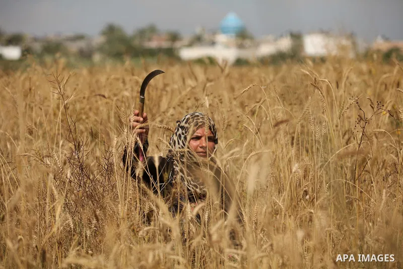 A Palestinian woman harvests wheat and barley on a farm in Khan Younis in the southern Gaza Strip. Photo by Ashraf Amra