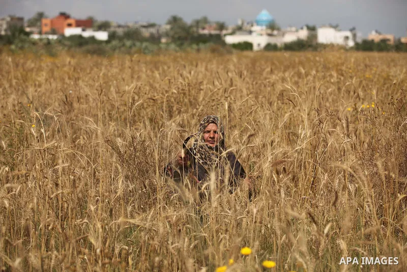 A Palestinian woman harvests wheat and barley on a farm in Khan Younis in the southern Gaza Strip. Photo by Ashraf Amra