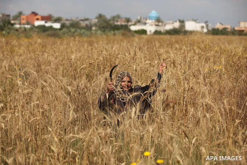 A Palestinian woman harvests wheat and barley on a farm in Khan Younis in the southern Gaza Strip. Photo by Ashraf Amra