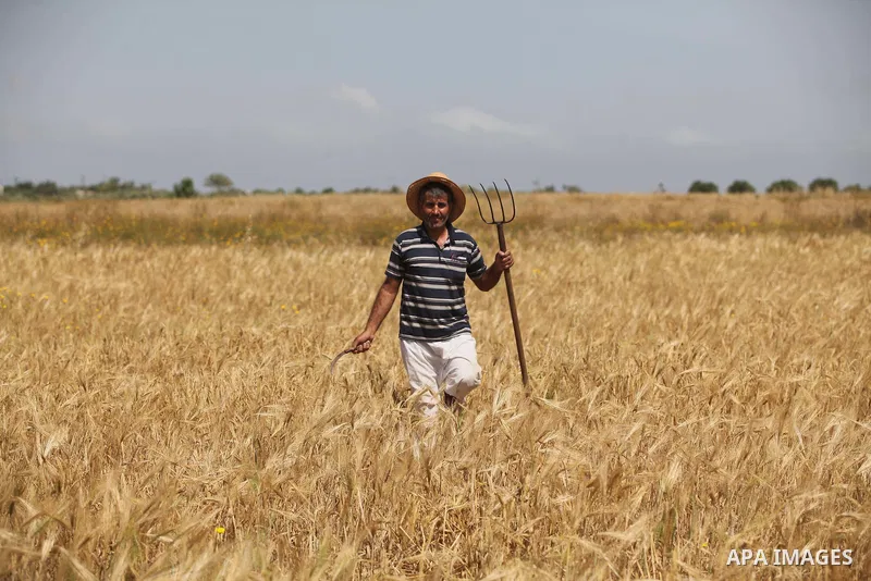 A Palestinian man harvests wheat and barley on a farm in Khan Younis in the southern Gaza Strip. Photo by Ashraf Amra