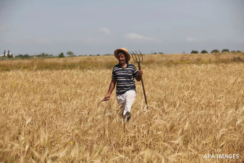 A Palestinian man harvests wheat and barley on a farm in Khan Younis in the southern Gaza Strip. Photo by Ashraf Amra