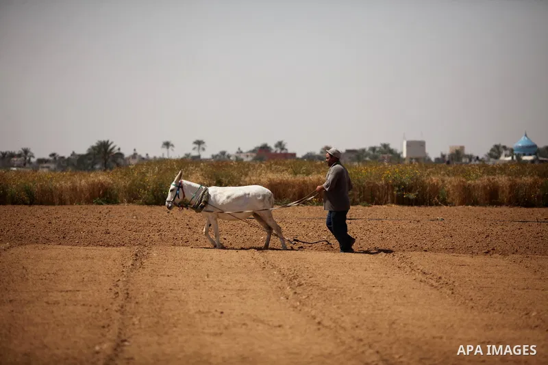A Palestinian man harvests wheat and barley on a farm in Khan Younis in the southern Gaza Strip. Photo by Ashraf Amra