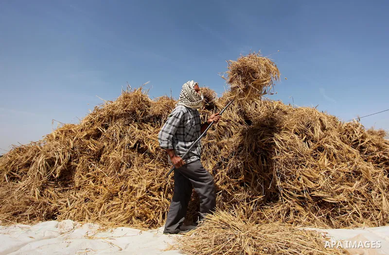 A Palestinian man harvests wheat and barley on a farm in Khan Younis in the southern Gaza Strip. Photo by Ashraf Amra