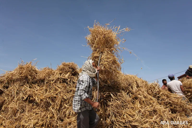 A Palestinian man harvests wheat and barley on a farm in Khan Younis in the southern Gaza Strip. Photo by Ashraf Amra