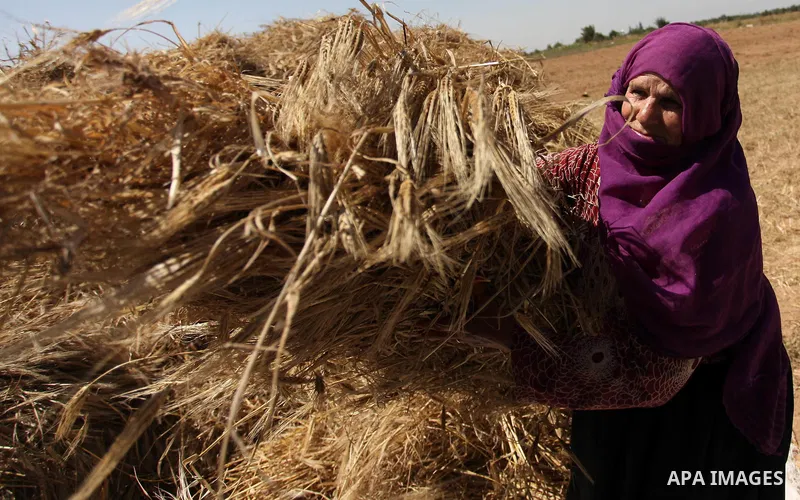 A Palestinian woman harvests wheat and barley on a farm in Khan Younis in the southern Gaza Strip. Photo by Ashraf Amra