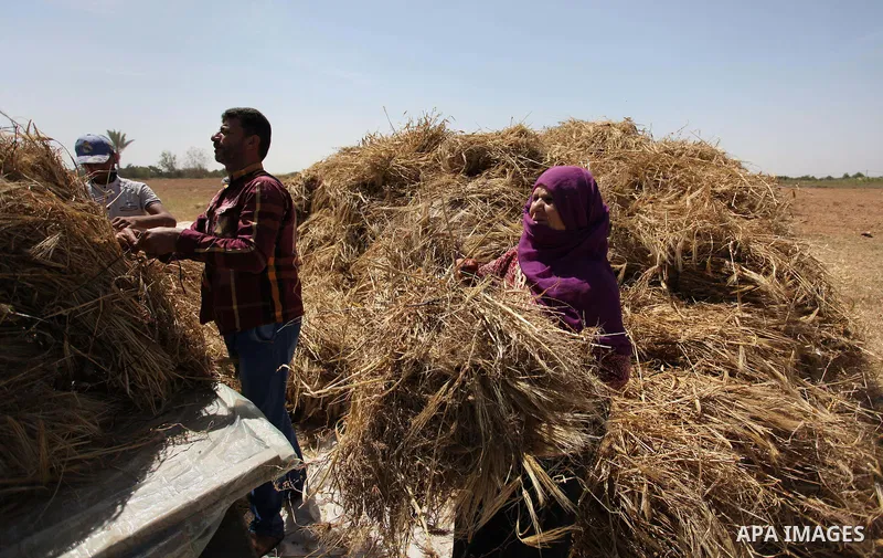 Palestinians harvest wheat and barley on a farm in Khan Younis in the southern Gaza Strip April 25, 2016. Photo by Ashraf Amra