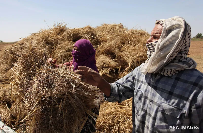 Palestinians harvest wheat and barley on a farm in Khan Younis in the southern Gaza Strip April 25, 2016. Photo by Ashraf Amra