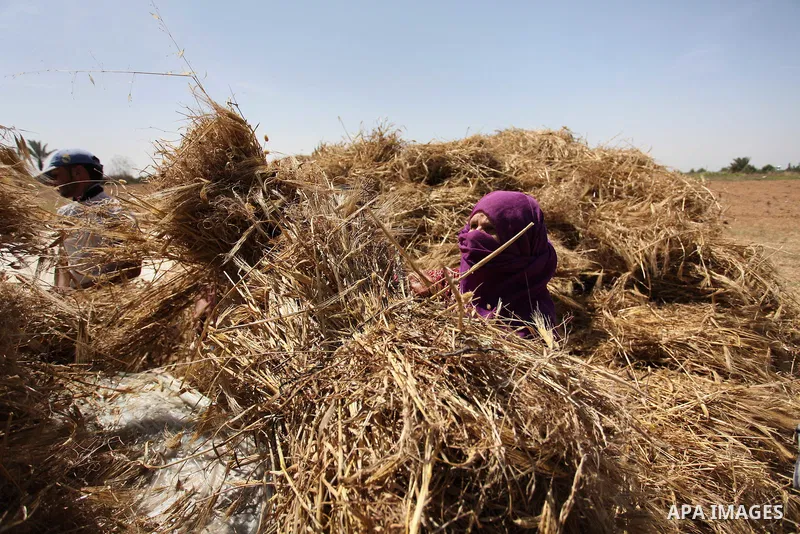A Palestinian woman refines grinded barley during harvest on a farm in Khan Younis in the southern Gaza Strip. Photo by Ashraf Amra