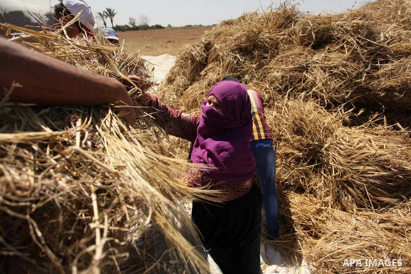 A Palestinian woman refines grinded barley during harvest on a farm in Khan Younis in the southern Gaza Strip. Photo by Ashraf Amra