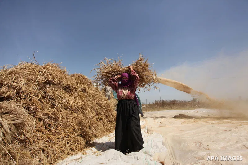 A Palestinian woman harvests wheat and barley on a farm in Khan Younis in the southern Gaza Strip. Photo by Ashraf Amra