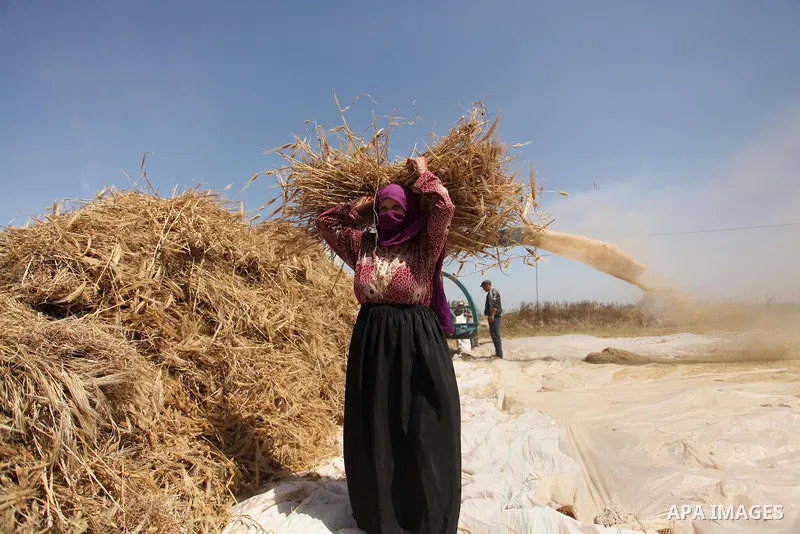 A Palestinian woman harvests wheat and barley on a farm in Khan Younis in the southern Gaza Strip. Photo by Ashraf Amra