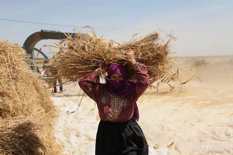 A Palestinian woman harvests wheat and barley on a farm in Khan Younis in the southern Gaza Strip. Photo by Ashraf Amra