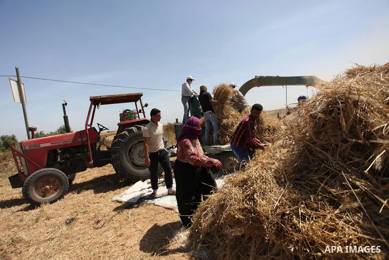 Palestinian men refine grinded barley during harvest on a farm in Khan Younis in the southern Gaza Strip. Photo by Ashraf Amra