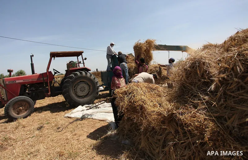 Palestinian men refine grinded barley during harvest on a farm in Khan Younis in the southern Gaza Strip. Photo by Ashraf Amra