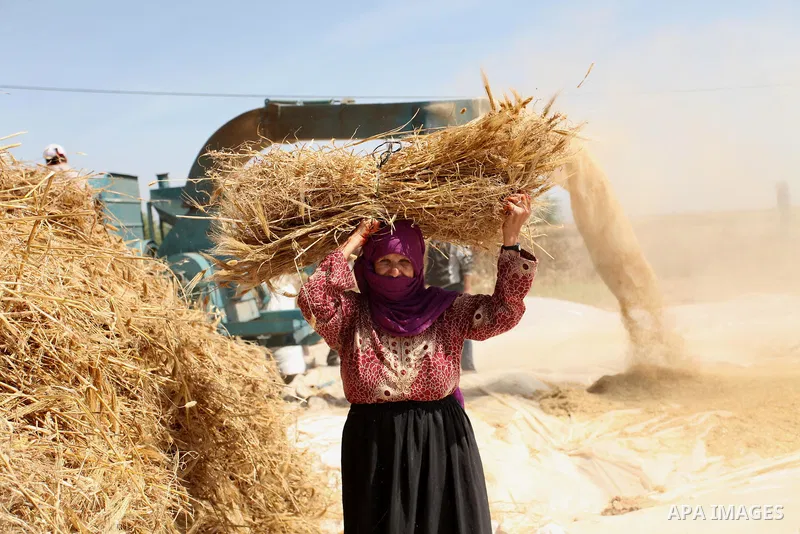 A Palestinian woman refines grinded barley during harvest on a farm in Khan Younis in the southern Gaza Strip. Photo by Ashraf Amra