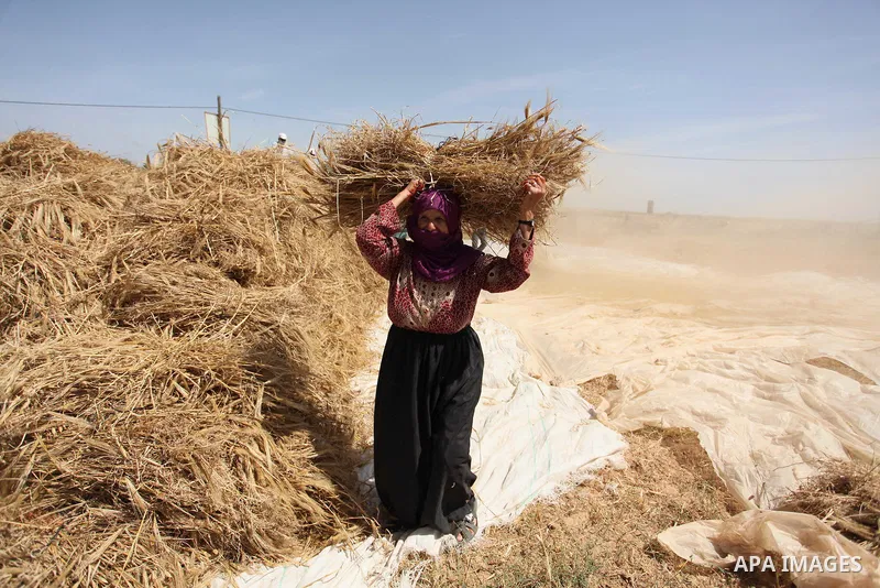 A Palestinian woman refines grinded barley during harvest on a farm in Khan Younis in the southern Gaza Strip. Photo by Ashraf Amra