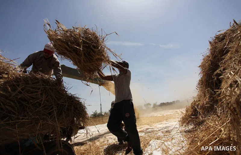 Palestinian men refine grinded barley during harvest on a farm in Khan Younis in the southern Gaza Strip. Photo by Ashraf Amra