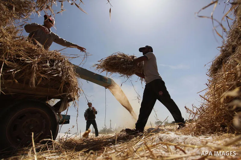 Palestinian men refine grinded barley during harvest on a farm in Khan Younis in the southern Gaza Strip. Photo by Ashraf Amra