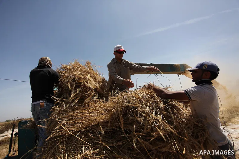 Palestinian men refine grinded barley during harvest on a farm in Khan Younis in the southern Gaza Strip. Photo by Ashraf Amra