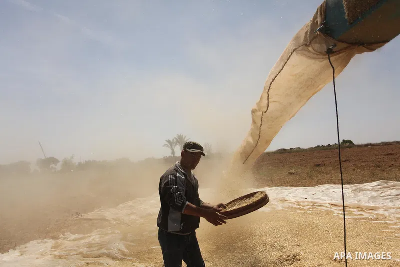A Palestinian man refines grinded barley during harvest on a farm in Khan Younis in the southern Gaza Strip. Photo by Ashraf Amra