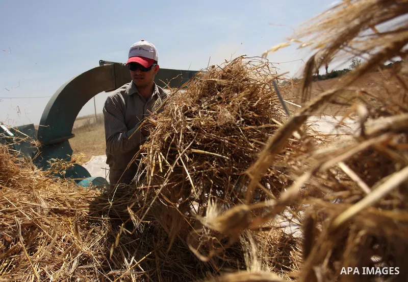 Palestinian men refine grinded barley during harvest on a farm in Khan Younis in the southern Gaza Strip. Photo by Ashraf Amra