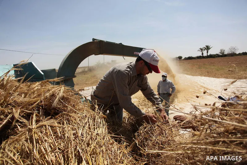 Palestinian men refine grinded barley during harvest on a farm in Khan Younis in the southern Gaza Strip. Photo by Ashraf Amra