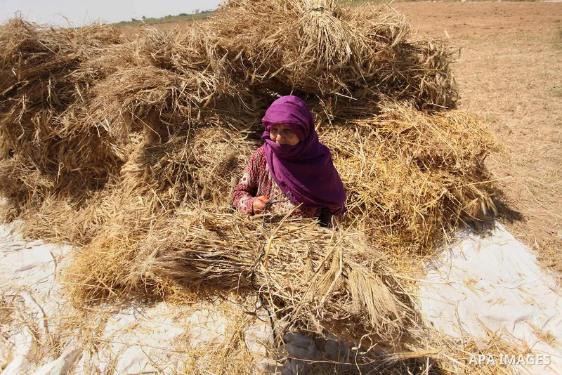 A Palestinian woman harvests wheat and barley on a farm in Khan Younis in the southern Gaza Strip. Photo by Ashraf Amra