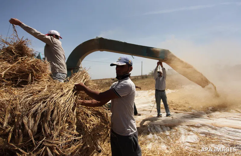 Palestinian men refine grinded barley during harvest on a farm in Khan Younis in the southern Gaza Strip. Photo by Ashraf Amra