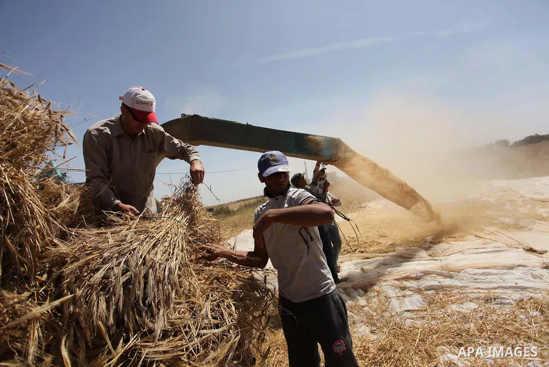 Palestinian men refine grinded barley during harvest on a farm in Khan Younis in the southern Gaza Strip. Photo by Ashraf Amra