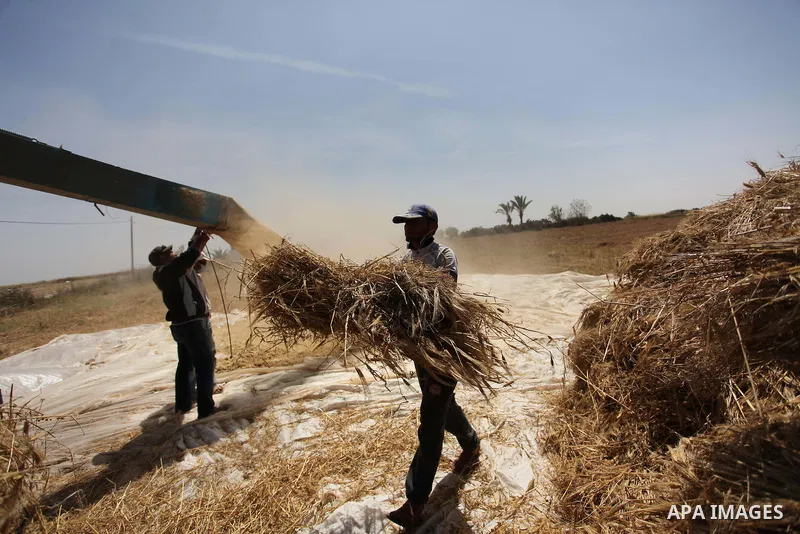 Palestinian men refine grinded barley during harvest on a farm in Khan Younis in the southern Gaza Strip. Photo by Ashraf Amra